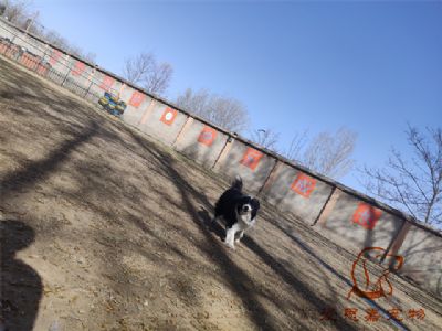2024.3.28号在校狗狗照片！——爱思嘉宠物驯养学校