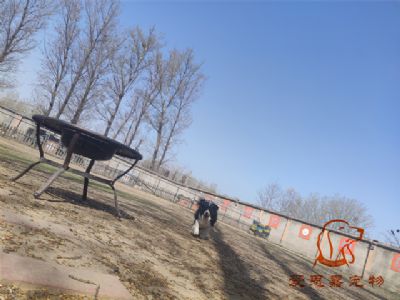 2024.3.31号在校狗狗照片！——爱思嘉宠物驯养学校