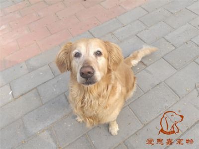 2024.4.8号在校狗狗照片！——爱思嘉宠物驯养学校