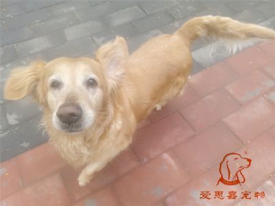 2024.4.10号在校狗狗照片！——爱思嘉宠物驯养学校