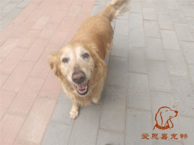 2024.4.22号在校狗狗照片！——爱思嘉宠物驯养学校