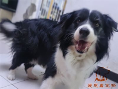 2024.5.10号在校狗狗照片！——爱思嘉宠物驯养学校