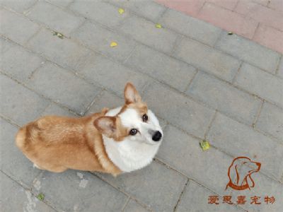 2024.5.14号在校狗狗照片！——爱思嘉宠物驯养学校