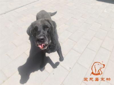 2024.5.15号在校狗狗照片！——爱思嘉宠物驯养学校