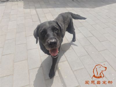 2024.5.16号在校狗狗照片！——爱思嘉宠物驯养学校