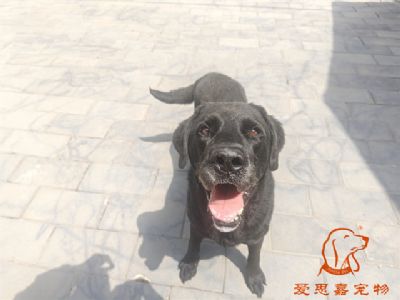 2024.5.18号在校狗狗照片！——爱思嘉宠物驯养学校