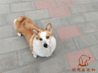 2024.5.19号在校狗狗照片！——爱思嘉宠物驯养学校