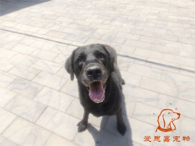 2024.5.21号在校狗狗照片！——爱思嘉宠物驯养学校