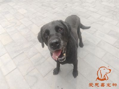 2024.5.23号在校狗狗照片！——爱思嘉宠物驯养学校