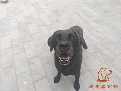 2024.5.24号在校狗狗照片！——爱思嘉宠物驯养学校
