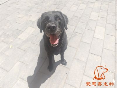 2024.5.31号在校狗狗照片！——爱思嘉宠物驯养学校