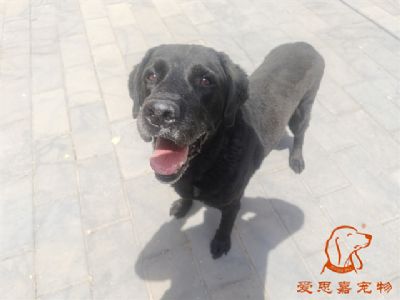 2024.6.2号在校狗狗照片！——爱思嘉宠物驯养学校
