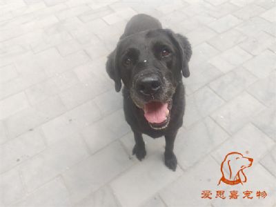 2024.6.5号在校狗狗照片！——爱思嘉宠物驯养学校