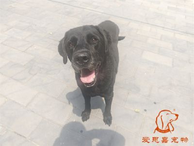 2024.6.6号在校狗狗照片！——爱思嘉宠物驯养学校
