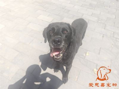 2024.6.14号在校狗狗照片！——爱思嘉宠物驯养学校