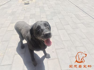2024.6.15号在校狗狗照片！——爱思嘉宠物驯养学校
