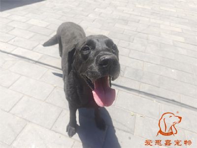 2024.6.16号在校狗狗照片！——爱思嘉宠物驯养学校