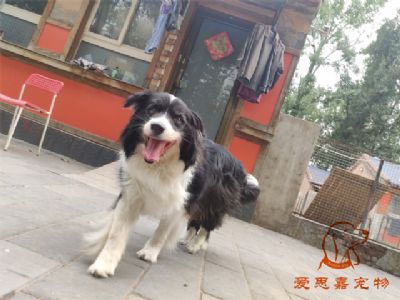 2024.6.19号在校狗狗照片！——爱思嘉宠物驯养学校