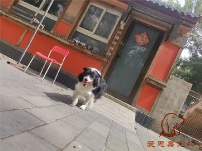 2024.6.22号在校狗狗照片！——爱思嘉宠物驯养学校