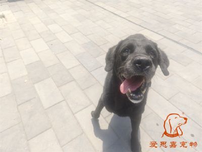 2024.6.28号在校狗狗照片！——爱思嘉宠物驯养学校