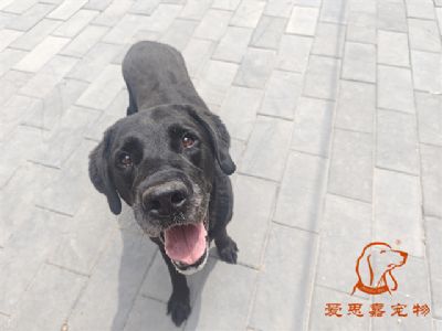 2024.6.30号在校狗狗照片！——爱思嘉宠物驯养学校