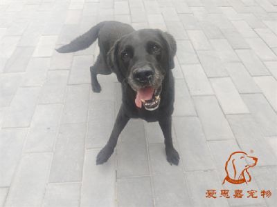 2024.7.2号在校狗狗照片！——爱思嘉宠物驯养学校