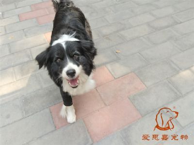 2024.7.3号在校狗狗照片！——爱思嘉宠物驯养学校