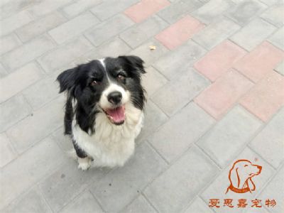 2024.7.5号在校狗狗照片！——爱思嘉宠物驯养学校
