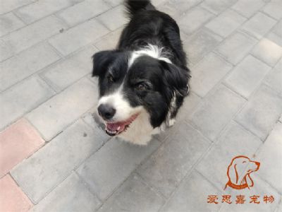 2024.7.6号在校狗狗照片！——爱思嘉宠物驯养学校
