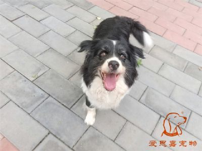 2024.7.7号在校狗狗照片！——爱思嘉宠物驯养学校