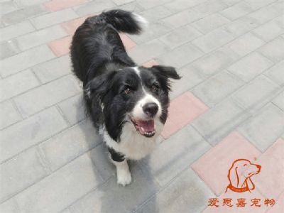 2024.7.8号在校狗狗照片！——爱思嘉宠物驯养学校