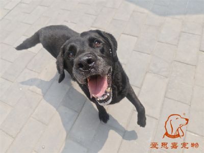 2024.7.11号在校狗狗照片！——爱思嘉宠物驯养学校