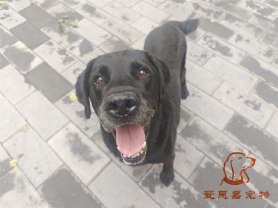 2024.7.13号在校狗狗照片！——爱思嘉宠物驯养学校