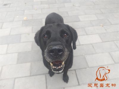 2024.7.14号在校狗狗照片！——爱思嘉宠物驯养学校