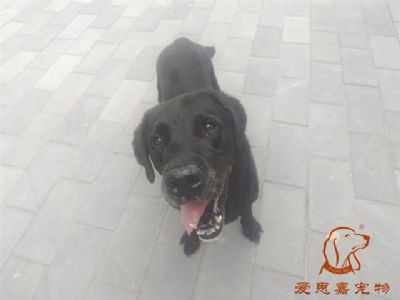 2024.7.21号在校狗狗照片！——爱思嘉宠物驯养学校