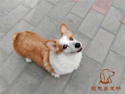 2024.8.22号在校狗狗照片！——爱思嘉宠物驯养学校