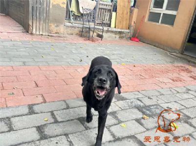 2024.8.31号在校狗狗照片！——爱思嘉宠物驯养学校