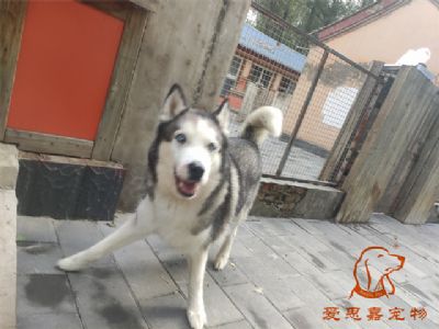 2024.9.5号在校狗狗照片！——爱思嘉宠物驯养学校