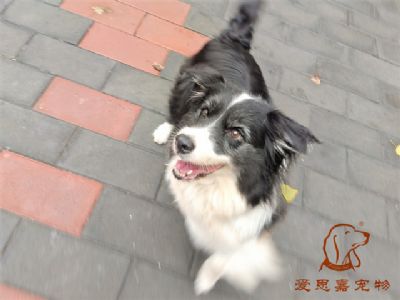 2024.9.7号在校狗狗照片！——爱思嘉宠物驯养学校