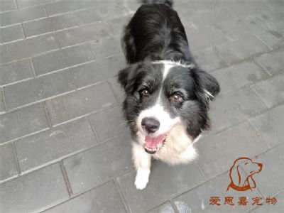 2024.9.9号在校狗狗照片！——爱思嘉宠物驯养学校