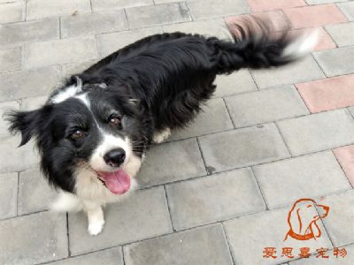 2024.9.10号在校狗狗照片！——爱思嘉宠物驯养学校