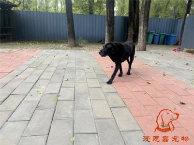 2024.9.13号在校狗狗照片！——爱思嘉宠物驯养学校