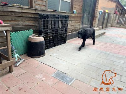 2024.9.15号在校狗狗照片！——爱思嘉宠物驯养学校