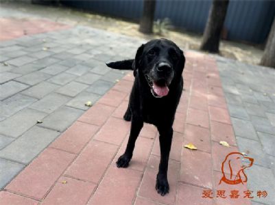 2024.9.17号在校狗狗照片！——爱思嘉宠物驯养学校