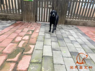 2024.9.29号在校狗狗照片！——爱思嘉宠物驯养学校