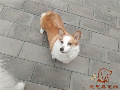 2024.9.30号在校狗狗照片！——爱思嘉宠物驯养学校
